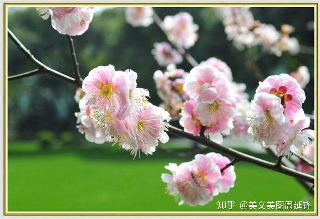 程律师与梅花的奇缘，探寻喜欢梅花背后的故事