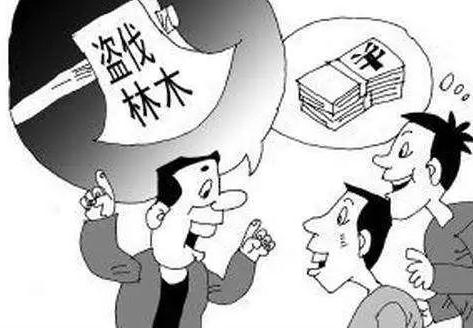 盗伐林木罪与律师的免费法律服务，探究与解析