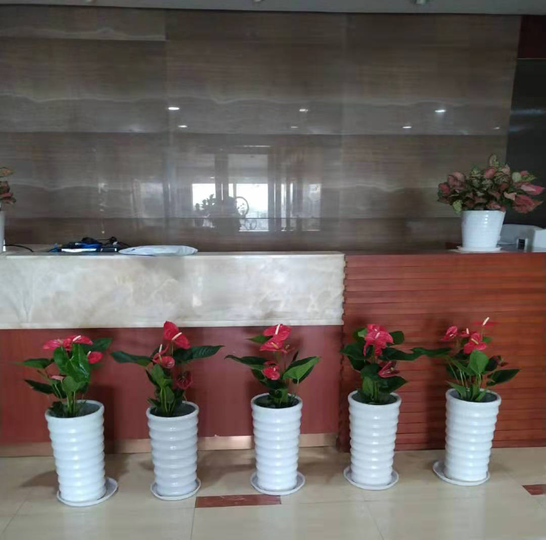 广州律师大厦携手花卉租赁，共筑绿色办公新境界